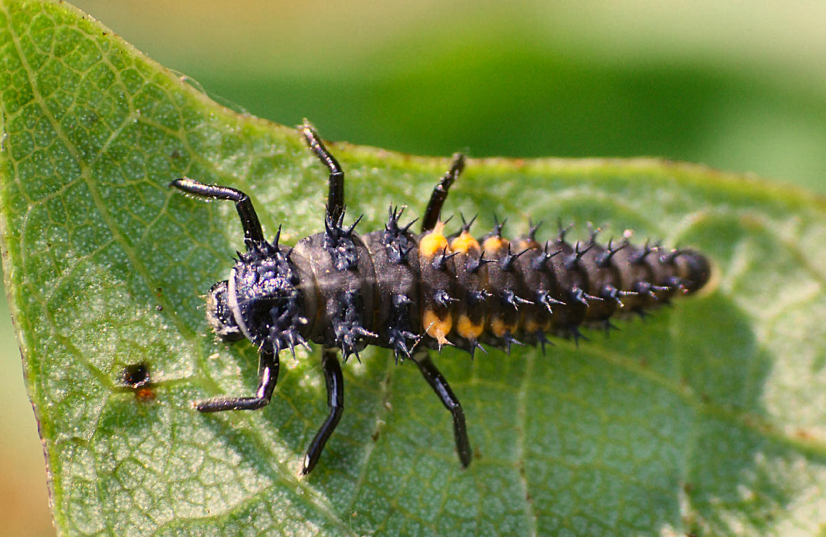 larva da identificare - Harmonia axyridis